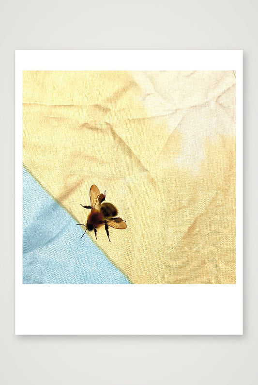 Bee — 28×35cm, 11×14" Print only